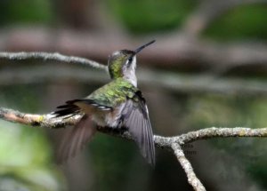 Ruby-throated Hummingbird, female