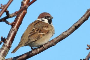 233- Passer montanus Tree Sparrow- 21 janvier 2020.jpg