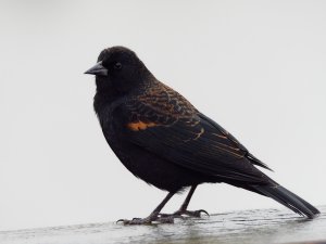 Immature red-winged blackbird