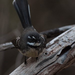 Another Grey Fantail