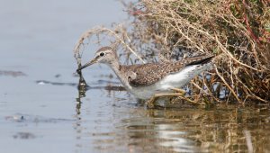 Wood sandpiper(Tringa glareola)