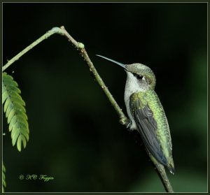 Pollen Head