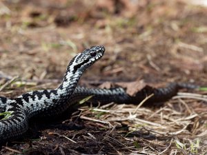 Male common adder