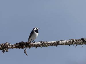 White wagtail on a tree branch