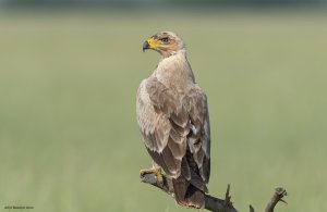 Tawny Eagle