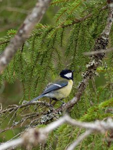 Great tit