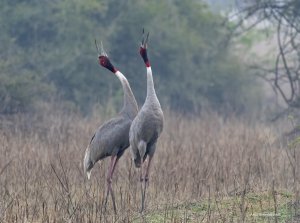 Sarus Crane