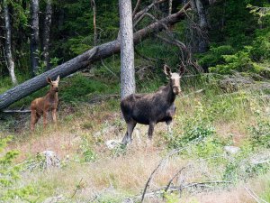 Female elk with young