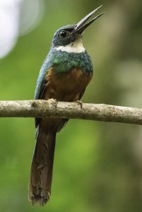 Rufous-tailed Jacamar