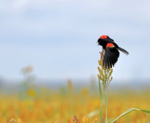 Red-winged Blackbird (male).jpg