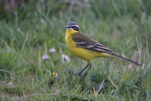 238- Motacilla flava Yellow Wagtail-8 avril 2019.jpg