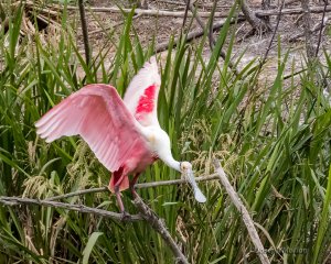 Roseate Spoonbill