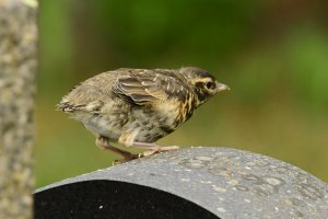 Baby Redwing