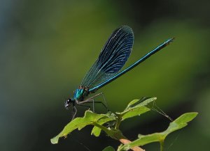 Banded Demoiselle