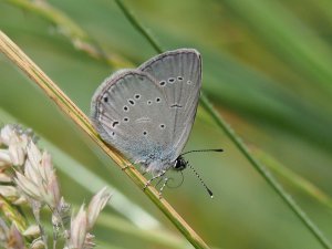 Small Blue