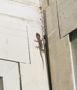 BABY BROWN ANOLE