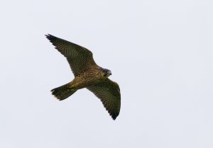 peregrine falcon