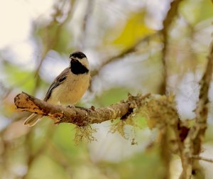 Carolina Chickadee.jpg