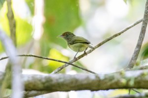 Tawny-crowned Greenlet