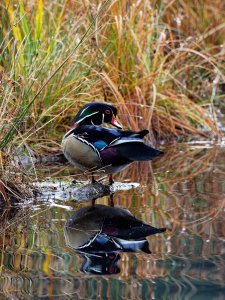 Male wood duck