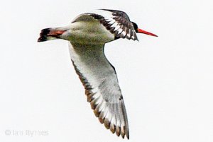 Oystercatcher- Haematopus