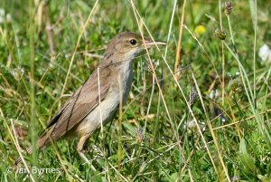 Reed Warbler- Acrocephalus scirpaceus