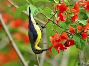 Sunbird