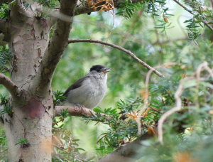 Blackcap