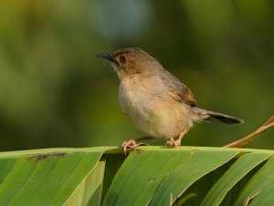 Red Faced Cisticola 2.jpg