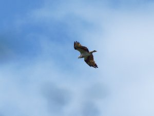 Osprey in flight