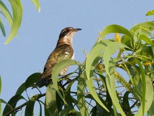 Dideric Cuckoo Female 1.jpg