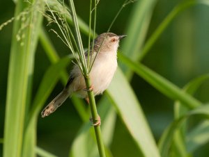 Tawny Flanked Prinia 6.jpg