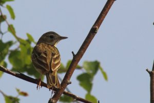 245- Anthus trivialis Tree Pipit-21 mai 2020.jpg