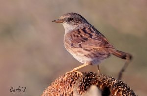 Dunnock.jpg