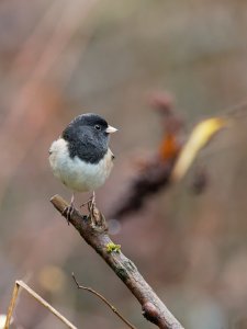 Dark-eyed junco