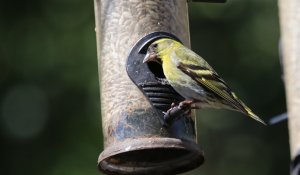 Siskin (M)