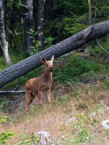 Young elk