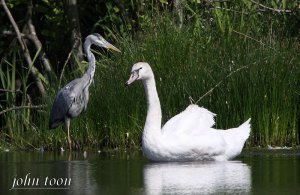 grey heron + mute swan SF...