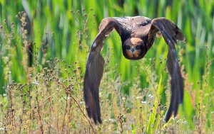 Harrier yoga