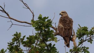 black kite