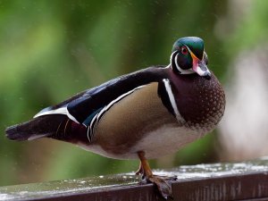 Male wood duck