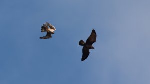 montagu's harrier chasing buzzard