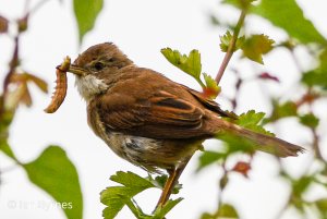 Common Whitethroat- Sylvia communis