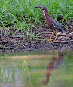 Green Heron.jpg