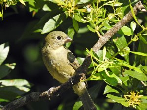 juvenile female painted bunting..jpg