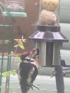 Juvenile Great Spotted Woodpecker