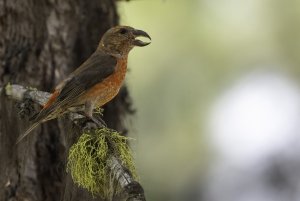 Red Crossbill (Type 2)