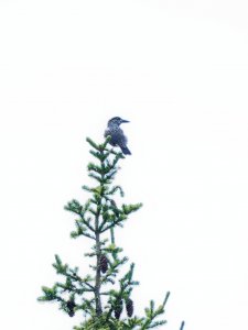 Spotted nutcracker