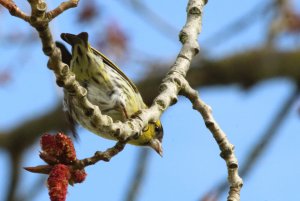 254- Carduelis spinus Siskin- 9 mars 2020.jpg