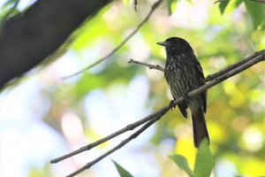 Blue-billed Black-Tyrant